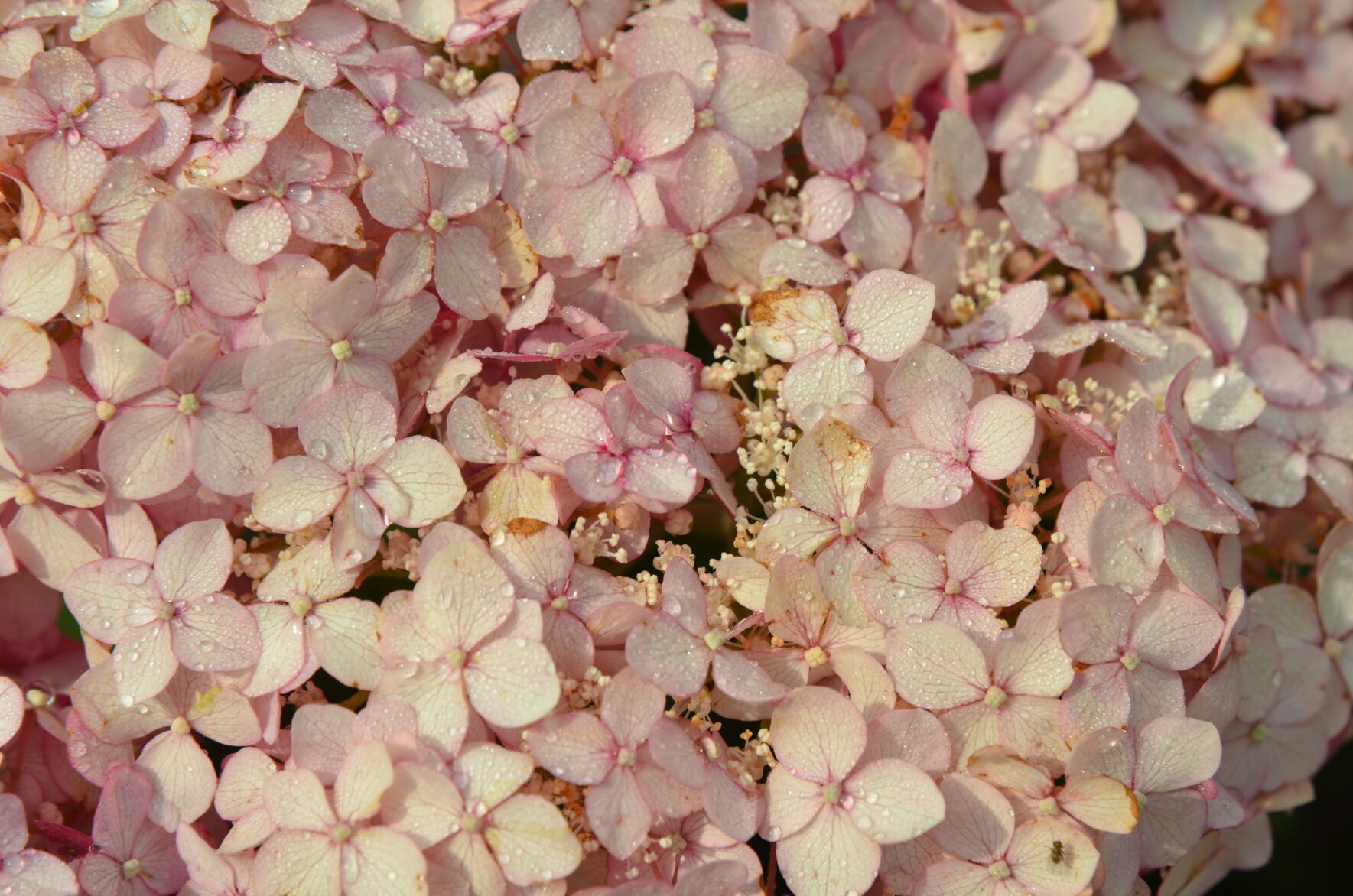 'Hydrangea arborescens 'NCHA4' (Incrediball Blush)